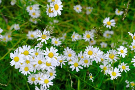 Photo for Chamomile, daisy with white petals, fragrant meadow herbs, wildflowers, beautiful summer background, green banner, summertime concept, an old folk tradition to tell fortunes on chamomile - Royalty Free Image