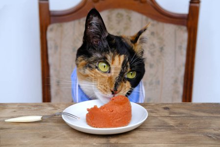 Téléchargez les photos : Portrait of beautiful brown tricolor adult domestic cat eating delicious food from white plate at wooden vintage table, well breast blue napkin, pet health and appetite concept, care and feeding - en image libre de droit