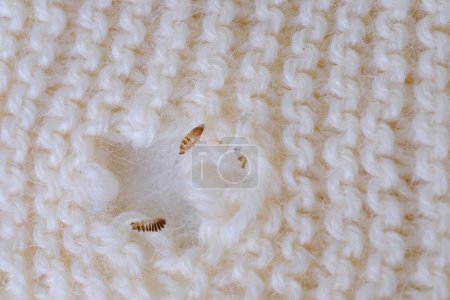 agujero marrón en producto blanco hecho de lana natural, conchas de larvas de polilla doméstica, polilla de la ropa, enfoque selectivo, concepto de plaga, destrucción y daño a la ropa en casa