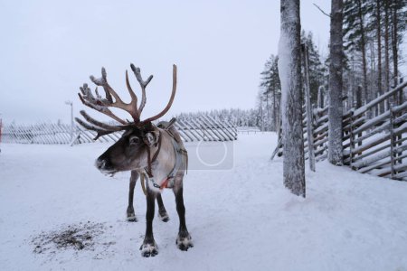 deer farm on sunny winter day, Lapland, Northern Finland, Lapinkyla resort, traditionally tourism, ride safari with snow Finnish Arctic north pole, active tourism, Fun with Norway Saami animals