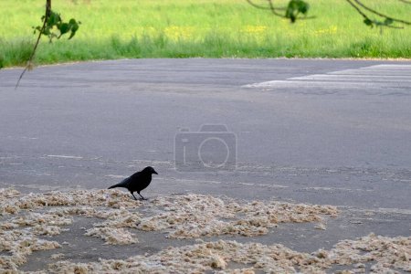 Foto de Hermoso cuervo negro europeo, Corvus corone salta sobre asfalto, en busca de material para construir nido, concepto de anidación y cría de aves, protección de la vida silvestre, migración de plumas - Imagen libre de derechos