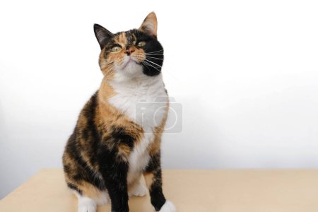 Photo for Beautiful brown three colors adult domestic tortoiseshell cat with white breast sitting on light table on white background, looks around, concept love for animals, caring, keeping four-legged pets - Royalty Free Image