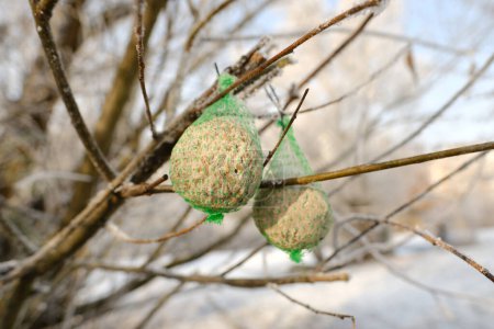 Photo for Two bird feed balls, winter feeder for feathered creatures hanging on tree branches, ecology and nature conservation, including winter bird feeding - Royalty Free Image