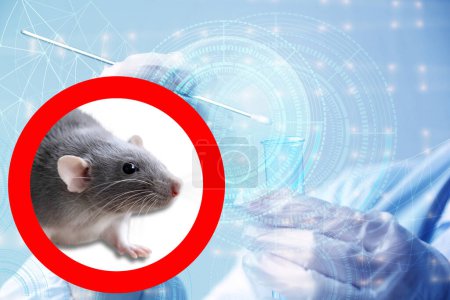 Foto de Laboratorio experimental rata gris, concepto Modificaciones genéticas, Estudios de comportamiento Investigación en roedores, Experimentos de laboratorio basados en ratones - Imagen libre de derechos