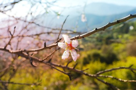 Téléchargez les photos : Branch of almonds blossoms, almond tree in bloom, blooming buds Prunus amygdalus, lush spring foliage against backdrop of green mountains, concept spring, environmental, nature in detail - en image libre de droit