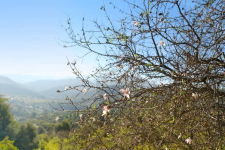 Téléchargez les photos : Branch of almonds blossoms, almond tree in bloom, blooming buds Prunus amygdalus, lush spring foliage against backdrop of green mountains, concept spring, environmental, nature in detail - en image libre de droit