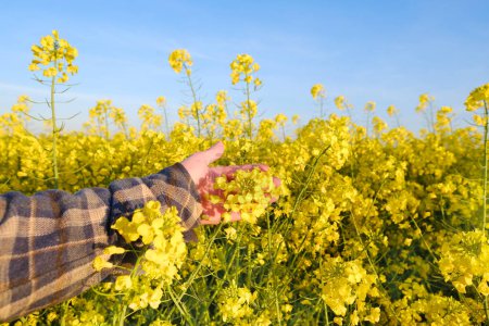 farmer, agronomist hands touch golden blooming yellow rapeseed plants, green fields of ripening agro culture, vegetable lettuce plants, country road, sun shining, food crisis, environmental concept