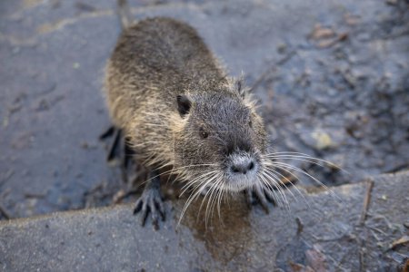 cute nutria game animal with valuable fur, Myocastor coypus, large rodents in Europe, America and Asia, living along shores of fresh water bodies