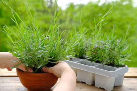 close-up of female hands transplant seedlings on terrace, young lavender plants, gardener in holds plant prepared for transplanting, compacts earth in ceramic pot, gardening concept, save nature