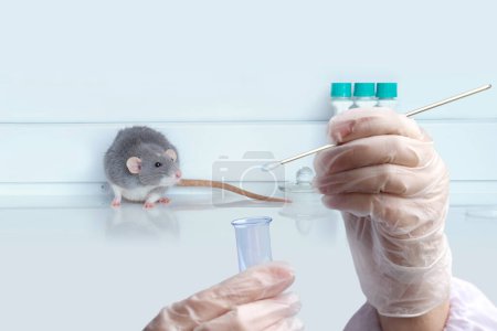 experimental laboratory gray rat, concept Genetic Modifications, Behavioral Studies Research on rodents, Mouse-based Laboratory Experiments