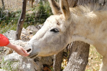 children's hand trustingly touches donkey face, donkey, Equus asinus, Equus africanus asinus on home farm in mountains, communication with animals, happy childhood