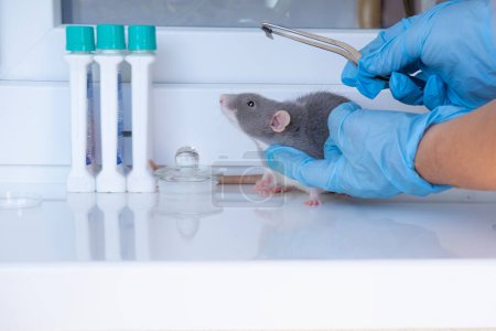 Elektronischer Chip in der Hand von Wissenschaftlern, Versuchslabor graue Ratte, Genetische Modifikationen, Verhaltensstudien Forschung an Nagetieren, Laborexperimente mit Mäusen