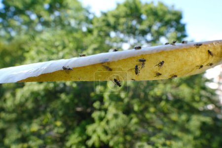 Photo for Paper tape smeared with glue, flypaper for insects, lot of many killed flies stuck to insect trap, fly goes over its paws, trying to get rid of glue - Royalty Free Image