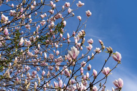 Pink magnolia buds and flowers sway against blue sky, soft pastel colors and gentle movement create sense of springtime beauty and tranquility