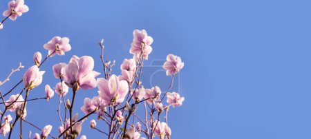 panorama de capullos y flores de magnolia rosa contra el cielo azul, colores pastel suaves y movimiento suave crean sensación de belleza y tranquilidad primaveral