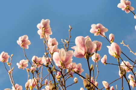 Zerbrechlichkeit der Natur mit zartrosa Magnolienknospen und Blüten, die sich im Wind gegen den klaren blauen Himmel wiegen, Magnoliengewächse,