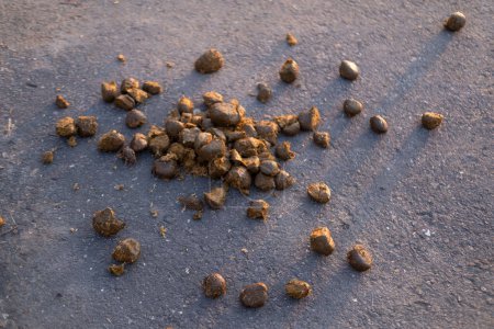 horse dung, manure, horse apples on road after walking horses, agricultural, natural fertilizer for farms concept, food crisis, environmentally friendly plants