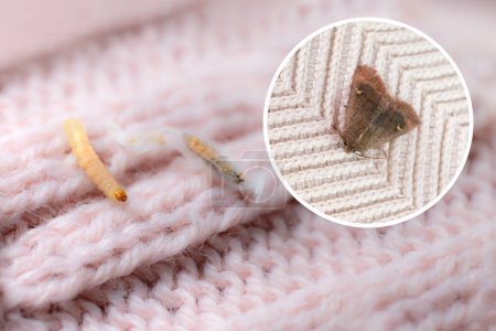 clothes moth caterpillar, larva, crawls on woolen jacket, eats wool, brown insect, Clothes moth, selective focus, Prevention and methods for combating pests, destruction, damage to clothes in house