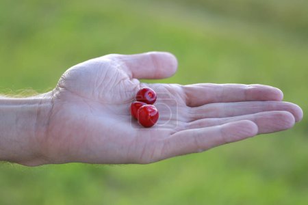 Männliche Hände in Großaufnahme halten rote Süßkirschen auf natürlichem Hintergrund, Prunus avium in Palme, Konzept Farm Gardening, gesunde Ernährung, antioxidative Kraftpakete, Vitaminergänzung, Immunstärkung