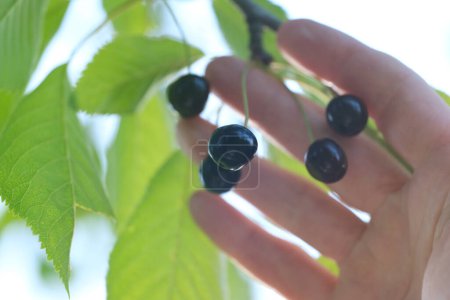 Männliche Hände in Großaufnahme halten schwarze Süßkirschen auf natürlichem Hintergrund, Prunus avium in Palme, Konzept Farm Gardening, gesunde Ernährung, antioxidative Kraftpakete, Vitaminergänzung, Immunstärkung
