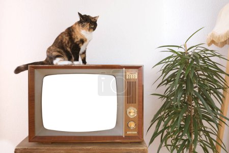 Katze sitzt auf altem Retro-Analogfernseher 1960-1970, leerer Bildschirm für Designer, Hintergrund, stilvolle Attrappe, Vorlage für Video, Fernsehen gucken