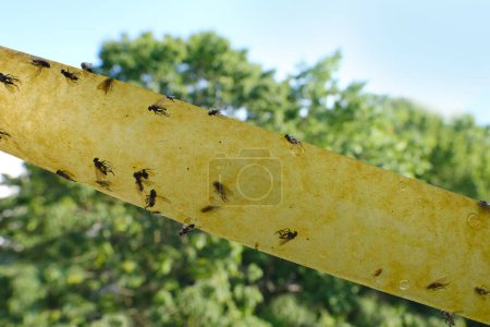 Papierband mit Klebstoff beschmiert, Fliegenpapier für Insekten, viele tote Fliegen stecken in Insektenfalle, Fliege fährt über ihre Pfoten und versucht Klebstoff loszuwerden