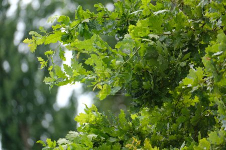 branches de chêne vert dans une belle lumière, jeunes feuilles de chêne vert, Quercus robur dans le jardin de printemps, parc d'été, pittoresque arrière-plan naturel paisible, flou feuilles de plantes biologiques champ peu profond