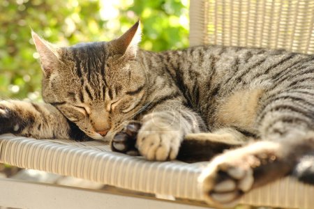 schöne gestreifte Katze Whiskas Farbe schlafend im Korbstuhl im sonnigen Garten, schaut sich um, Konzept Katzenhaus, Liebe zu Tieren, Pflege für sie, Haltung von Haustieren, psychisches Leben mit Haustieren, Stress abbauen