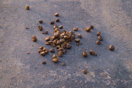 horse dung, manure, horse apples on road after walking horses, agricultural, natural fertilizer for farms concept, food crisis, environmentally friendly plants