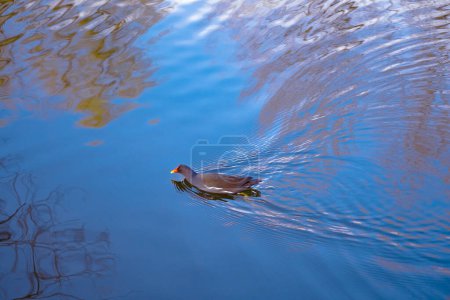 tranquil scene lake, pond with tree branches reflected in calm water, duck Gallinula chloropus swims peacefully on surface, creating sense serenity and connection with nature, satisfying