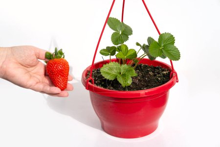 flower pot with bush garden strawberries on white background, ripe berries in female hand, representing gardening and fresh produce, Nature and Plants