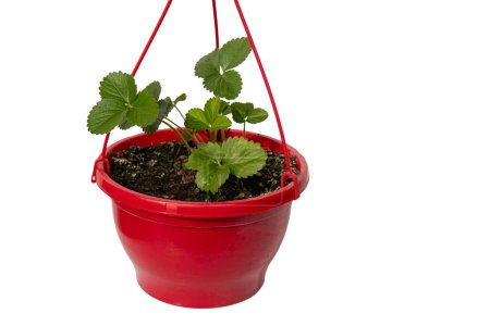 flower pot with balcony plants bush garden strawberries on white background, ripe berries in female hand, representing gardening and fresh produce