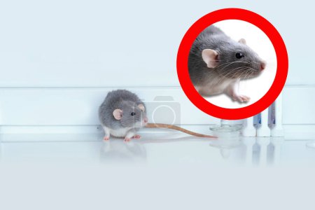 laboratorio experimental rata gris, concepto Modificaciones genéticas, Estudios de comportamiento Investigación en roedores, Experimentos de laboratorio basados en ratones