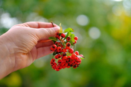 reife rote Beeren in weiblicher Hand, Pyracantha coccinea, verschwommene Naturlandschaft im Hintergrund, herbstliche Atmosphäre, natürliche Umgebung, Interaktion mit Pflanzen, Naturschutz, leer für Designer