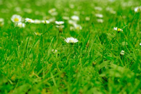Wildblumen-Matricaria Recutita, Kamille auf der Wiese, Weiße Sommerblumen auf der Weide, natürlicher Panoramahintergrund mit grünem Sommerfeld, Umweltschutz