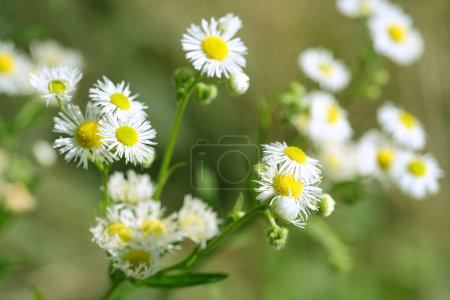 Daisies, Matricaria Chamomilla in meadow, beautiful summer landscape, blossoming camellias natural background with green summer field, environmental protection