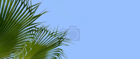 close-up dense leaves tropical leaf African Sabal fan palm tree swaying in wind, background deciduous palm tree on blue sky, concept transcendence, infinity, banner for design