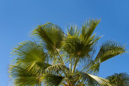 tropisches Blatt afrikanische Sabal-Fächerpalme schwankt anmutig auf blauem Himmel, natürliche Schönheit Tropen, Transzendenz unendlichen tropischen Hintergrund, Banner für Reisebüros, Hotels, Fluggesellschaften, Essen und Getränke