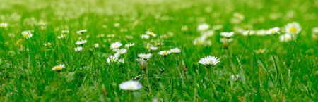 Daisies, Matricaria Chamomilla in meadow, beautiful summer landscape, blossoming camellias natural panoramic background with green summer field, environmental protection