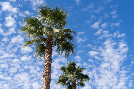 palmas de abanico africano alto tropical Sabal se balancea con gracia contra el cielo azul, trópicos de belleza natural, fondo tropical infinito, bandera para agencias de viajes, hoteles, aerolíneas