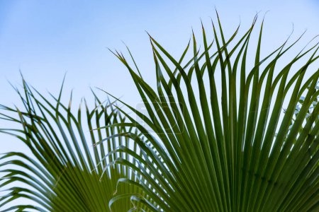 Nahaufnahme dichte Blätter tropisches Blatt afrikanische Sabal-Fächerpalme, die im Wind schwankt, Hintergrund Laubpalme am blauen Himmel, Konzept Transzendenz, Unendlichkeit, Banner für Design