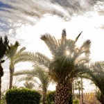 anxious dramatic landscape, blue sky over tropical Phoenix dactylifera date palm with dark clouds, echanges in weather, transcendence, Heaven and infinity, kingdom God, banner, Severe Weather