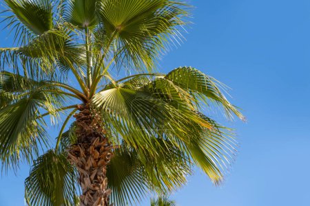 tropical leaf African Sabal fan palm gracefully sways on blue sky, natural beauty tropics, transcendence infinity tropical background, banner for travel agencies, hotels, airlines, food and beverages