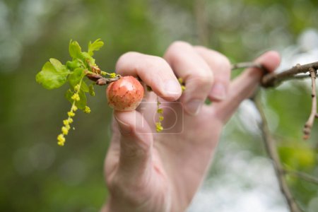 Naturliebhaber halten Eichenäpfel, Galle gegen üppiges Grün verursacht Chemikalien durch Larven bestimmte Arten Gallwespen Cynipidae, Befall Parasitenlarven gespritzt