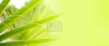 Nahaufnahme dichte Blätter tropisches Blatt afrikanisches Sabal-Fächerpalmenpanorama, transzendenter tropischer Hintergrund, Banner für Reisebüros, Hotels, Fluggesellschaften, Speisen und Getränke