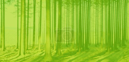 grüne Baumstämme im Hintergrund, Sommerzeit, umweltfreundliche Pflanzen, verschwommenes Foto einer geheimnisvollen nebeligen Landschaft mit Bäumen im Wald, geheimnisvolles mystisches Konzept