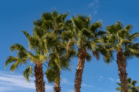 blauer Himmel tropische hohe afrikanische Sabal-Fächerpalmen mit Wolken, Konzept Transzendenz, natürliche Schönheit Tropen und Subtropen, unendlicher tropischer Hintergrund, Banner für Reisebüros, Hotels, Fluggesellschaften