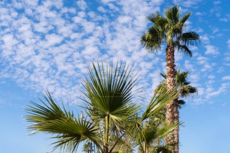 blauer Himmel über tropischen hohen afrikanischen Sabal-Fächerpalmen mit Wolken, Konzept Transzendenz, natürliche Schönheit Tropen, unendlicher tropischer Hintergrund, Banner für Reisebüros, Hotels, Fluggesellschaften
