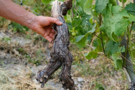 gros plan morceau brun de vieille vigne en main d'un cultivateur adulte expérimenté sur fond de vignoble, homme taille plantes de vigne, Compétences en culture, Entretien du jardin