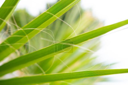 tropical leaf African Sabal fan palm close-up, natural beauty tropics, background for tropical atmosphere in advertising travel agencies, hotels, airlines, food and beverages